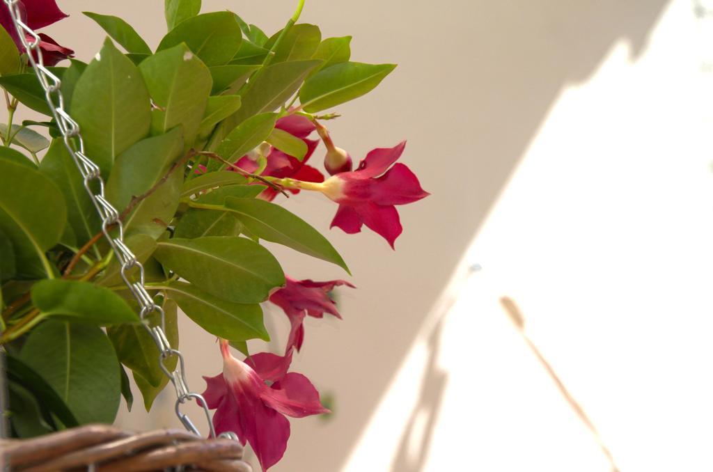 Casa Tortilla Sant Antoni Barcelona Pokoj fotografie